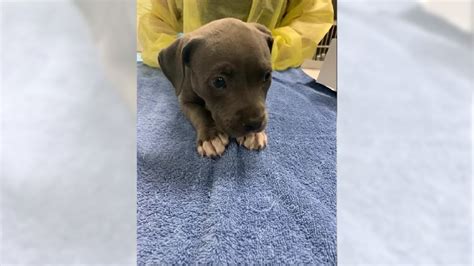 Pit bull puppy overdoses on fentanyl, is revived with Narcan, SoCal police say